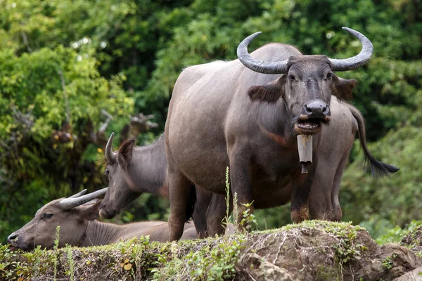 Buffalo de água em Myanmar — Fotografia de Stock