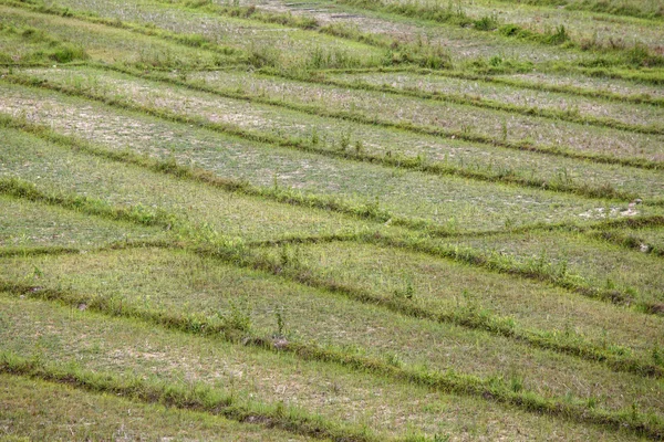 Champs de riz au lac Rhi au Myanmar — Photo