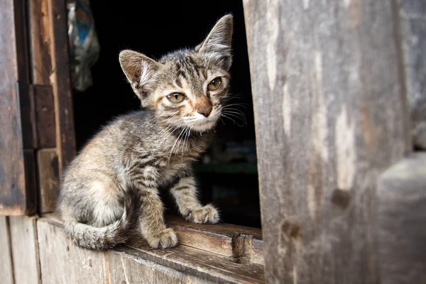 Kitten in Falam, Myanmar (Burma) — Stock Photo, Image