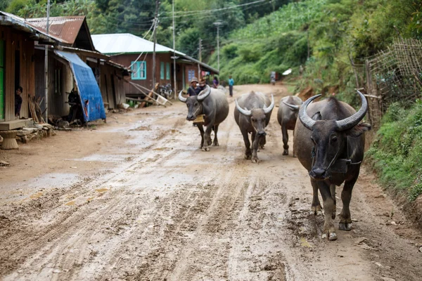 Vattenbuffel i Myanmar — Stockfoto