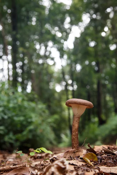 Cogumelo selvagem na floresta — Fotografia de Stock