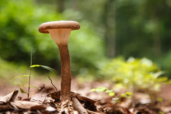 Seta silvestre en el bosque — Foto de Stock