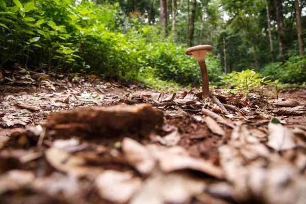 Cogumelo selvagem na floresta — Fotografia de Stock