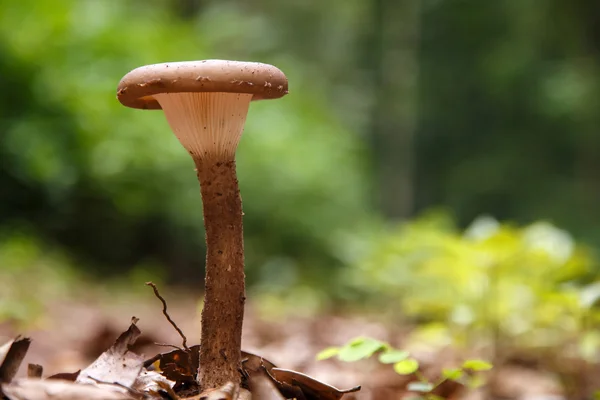 Cogumelo selvagem na floresta — Fotografia de Stock