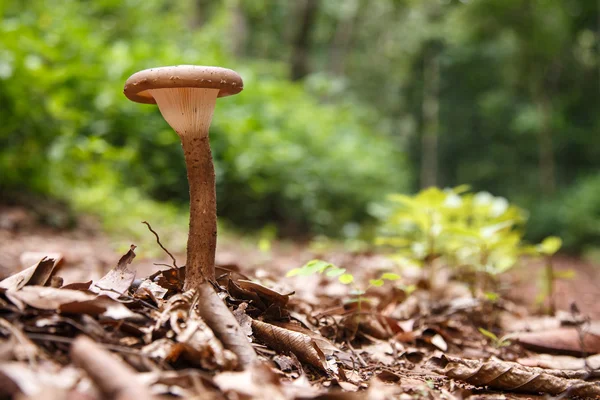 Cogumelo selvagem na floresta — Fotografia de Stock