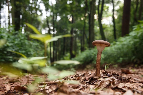 Luonnonvaraiset sienet metsässä — kuvapankkivalokuva