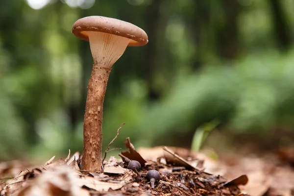 Cogumelo selvagem na floresta — Fotografia de Stock