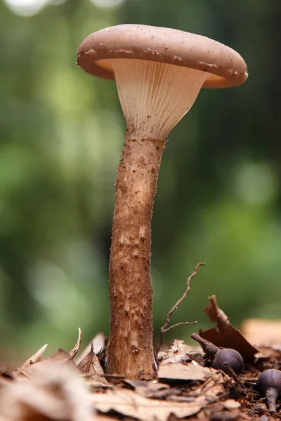 Vild svamp i skogen — Stockfoto