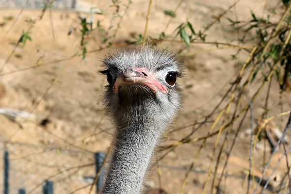 Struisvogel hoofd — Stockfoto