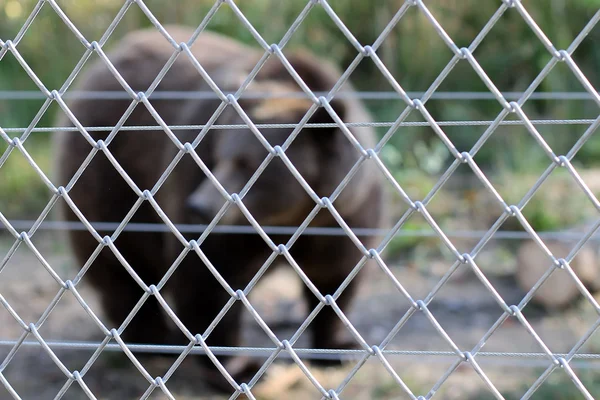 Urso marrom sobre cerca de arame no zoológico — Fotografia de Stock