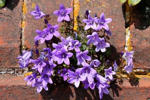 Purple flower growth on a brick wall — Stock Photo, Image