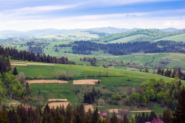 Karpatlar dağlar çam ağacı ve çimenli va ile peyzaj