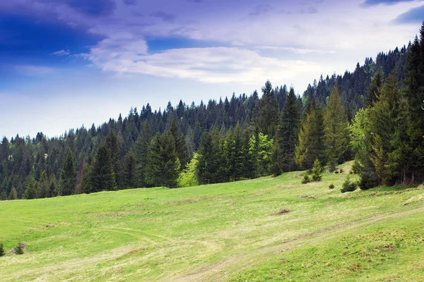 Fir-trees on the green valley and cloudly blue sky — Stock Photo, Image