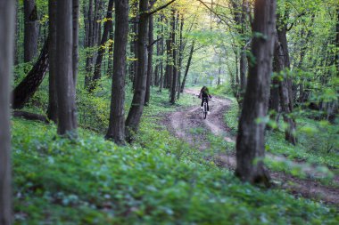 bahar ormandaki bisikletçi