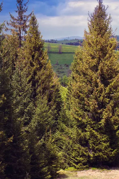 uzun boylu yeşil Ladin