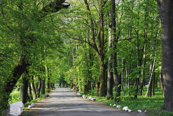 Cesta na asfaltovou silnici přes zelené dřevo — Stock fotografie