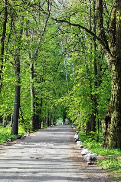 Asfalt yolda yol yeşil orman — Stok fotoğraf