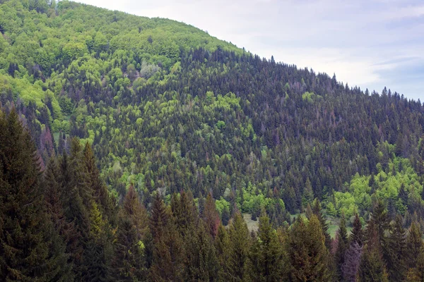 Dağlar çam ağacı ile peyzaj — Stok fotoğraf