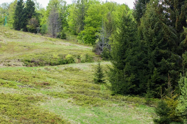 Fila de abetos verdes no vale verde — Fotografia de Stock