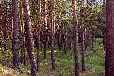 çam ormanı günbatımı üzerinde
