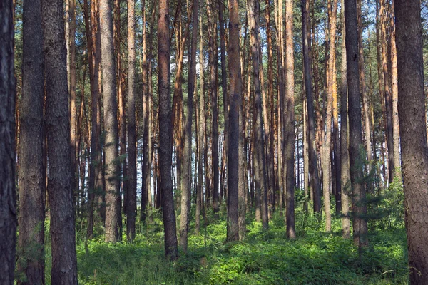 Kiefernwald mit grünem Gras — Stockfoto