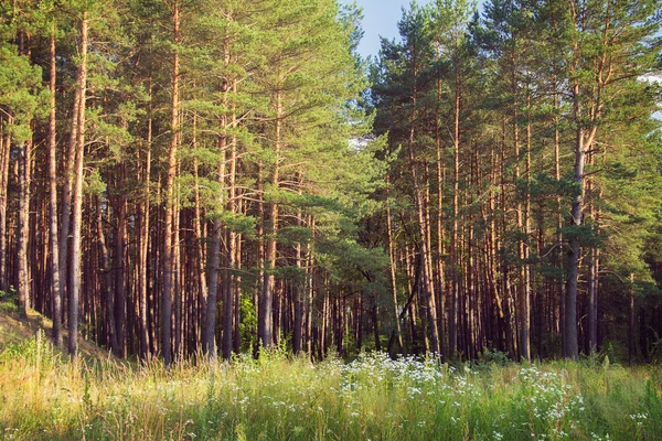 日落时的松树木 — 图库照片