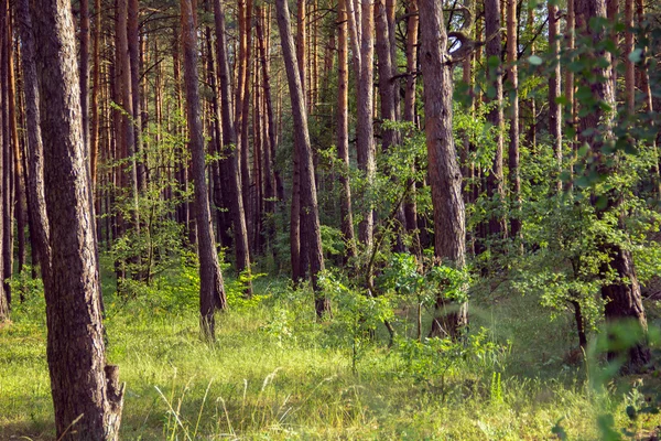 Сосновый лес с зеленой поляной травы на переднем плане — стоковое фото
