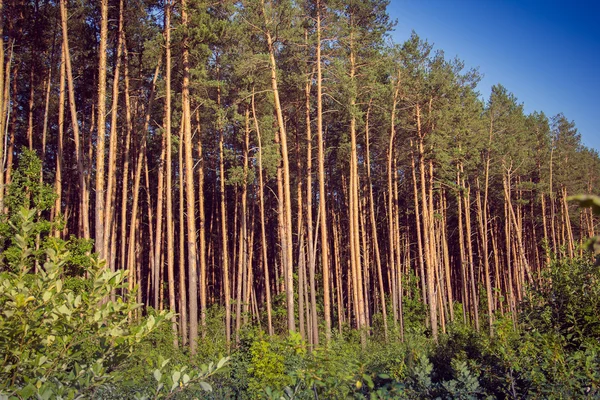 Bosque de pinos al atardecer — Foto de Stock