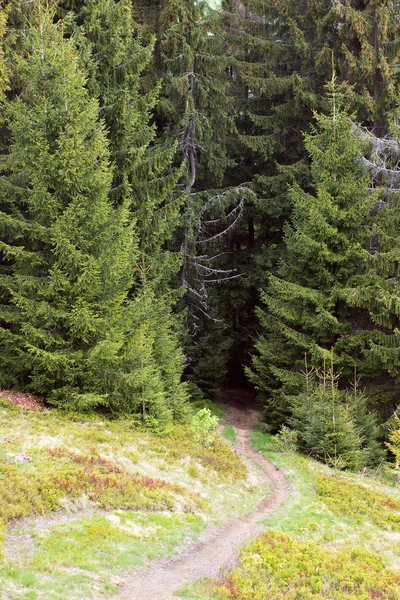 Fußweg durch Tannen — Stockfoto