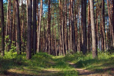 çam ormanı patika ile