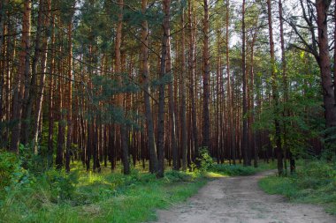 patika Sunset'teki çam ormanı