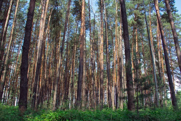 Kiefernwald mit Gras — Stockfoto