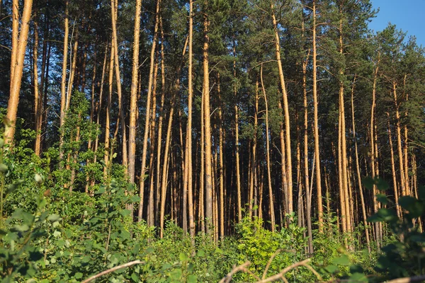 Kiefernwald am Sonnenuntergang — Stockfoto