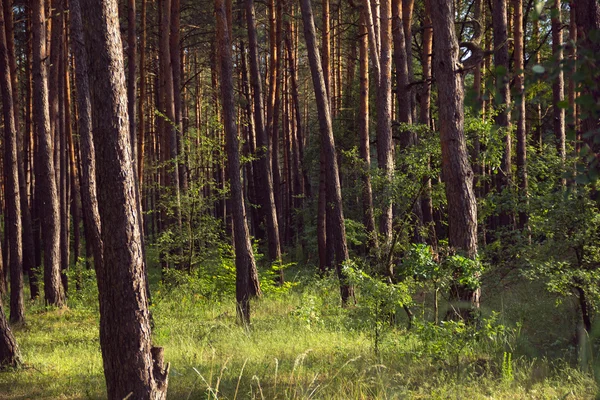 Сосновый лес на закате — стоковое фото