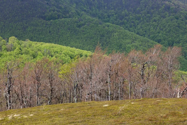 Landscape of a green mountains — Stock Photo, Image