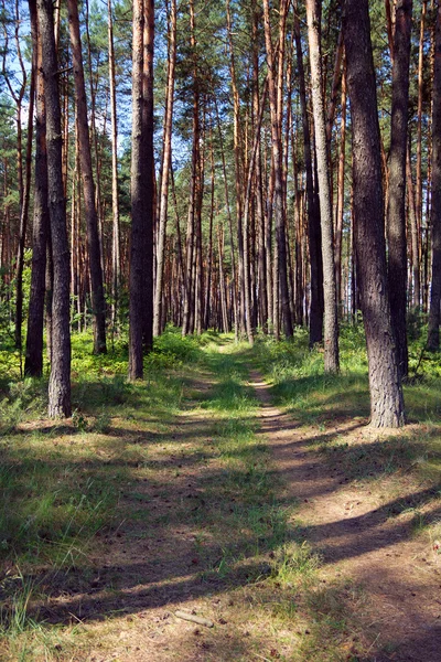 Kiefernwald mit Fußweg — Stockfoto