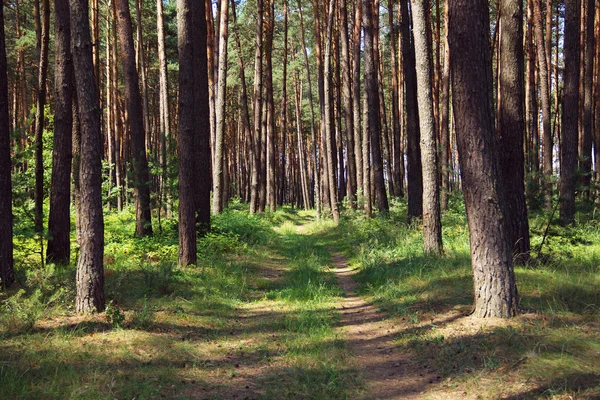 Borový les s pěšina — Stock fotografie