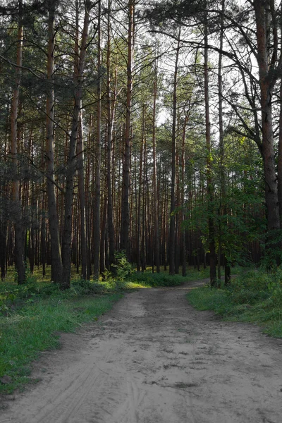 Tallskog med vandringsled — Stockfoto