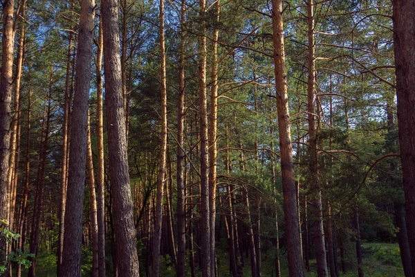 Grüner Kiefernwald — Stockfoto