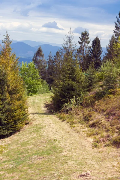 Fußweg zwischen Tannen in den Bergen — Stockfoto