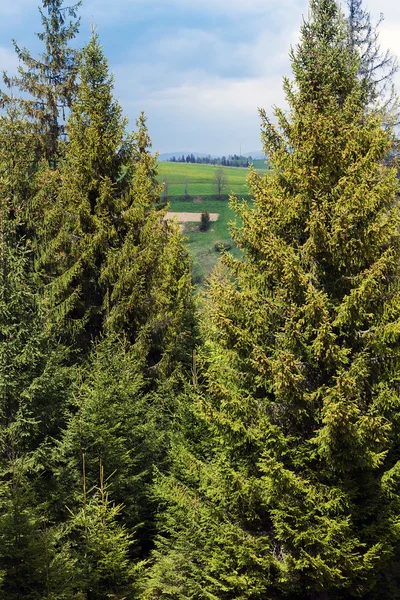 Zwei hohe Fichten — Stockfoto