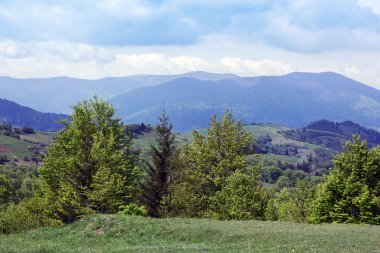 peyzaj yemyeşil ağaçlar ve köknar-tr ile Karpatlar dağların