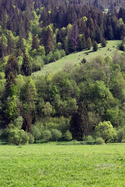 Landscape of mountains with fir-trees — Stock Photo, Image