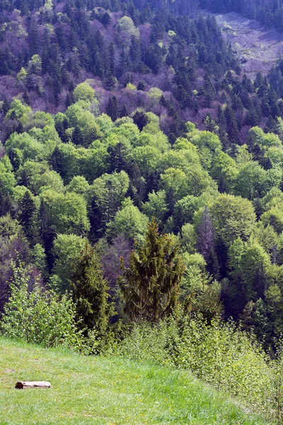 Paysage de montagnes avec sapins et vallée verdoyante avec rondins — Photo