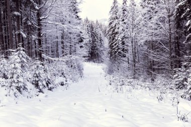 Orman kışın beyaz karla kaplıdır.