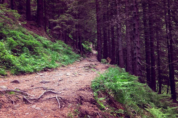 Jalan Setapak Hutan Dengan Batu — Stok Foto