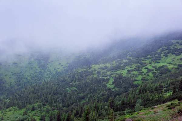 Sisin Içinde Yeşil Köknar Ağaçlarıyla Karpat Dağları — Stok fotoğraf