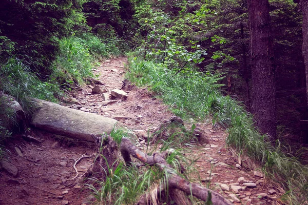 Waldweg Mit Großen Steinen Vordergrund Stockbild