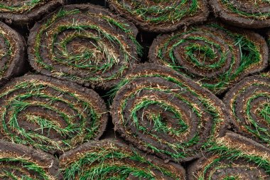 arka plan olarak yuvarlanan yeşil çimenler