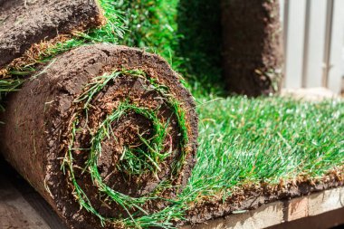 sarılmış yeşil çimenlik kaplama